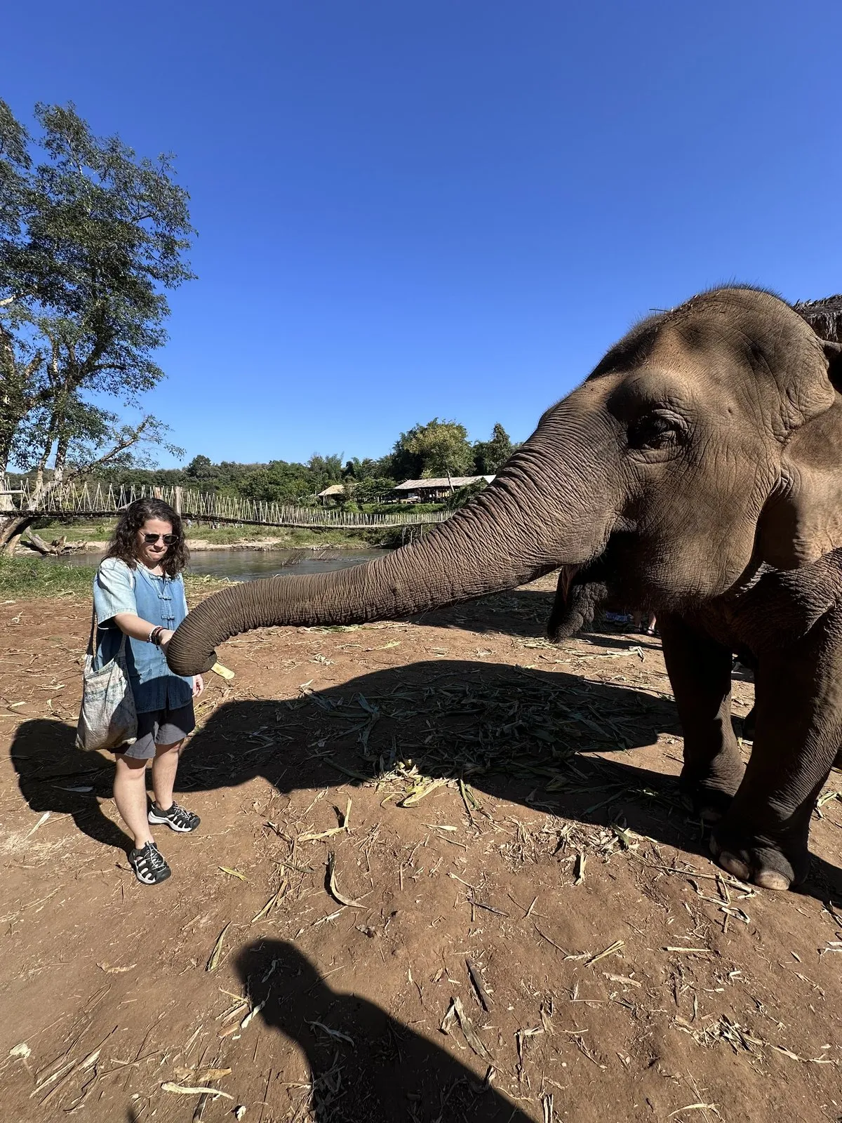 Una viajera alimentando a un elefante junto a un río en la jungla de Tailandia
